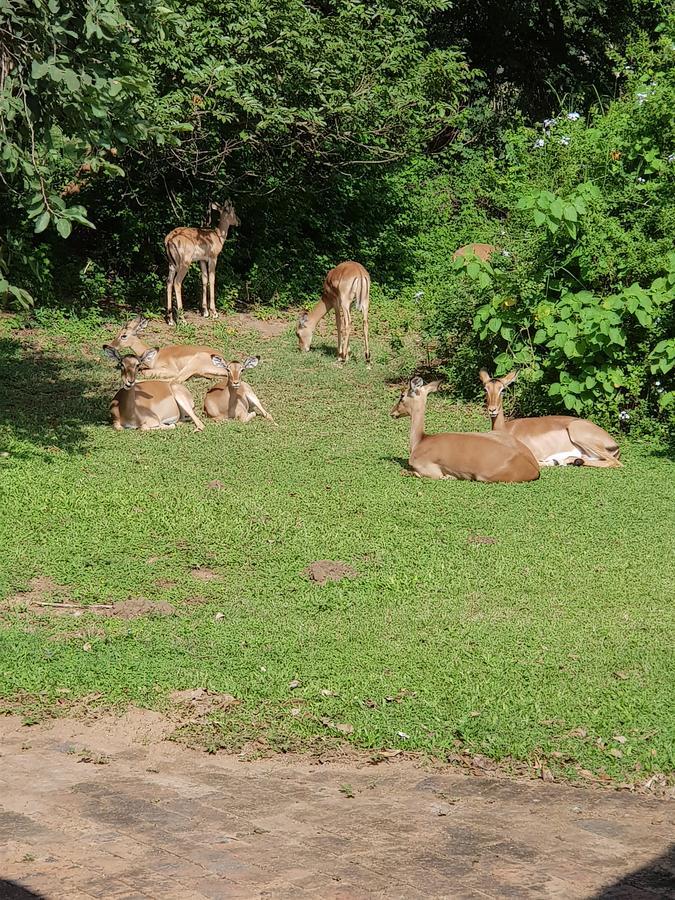 Kruger Park Lodge Unit No. 277 Hazyview Εξωτερικό φωτογραφία