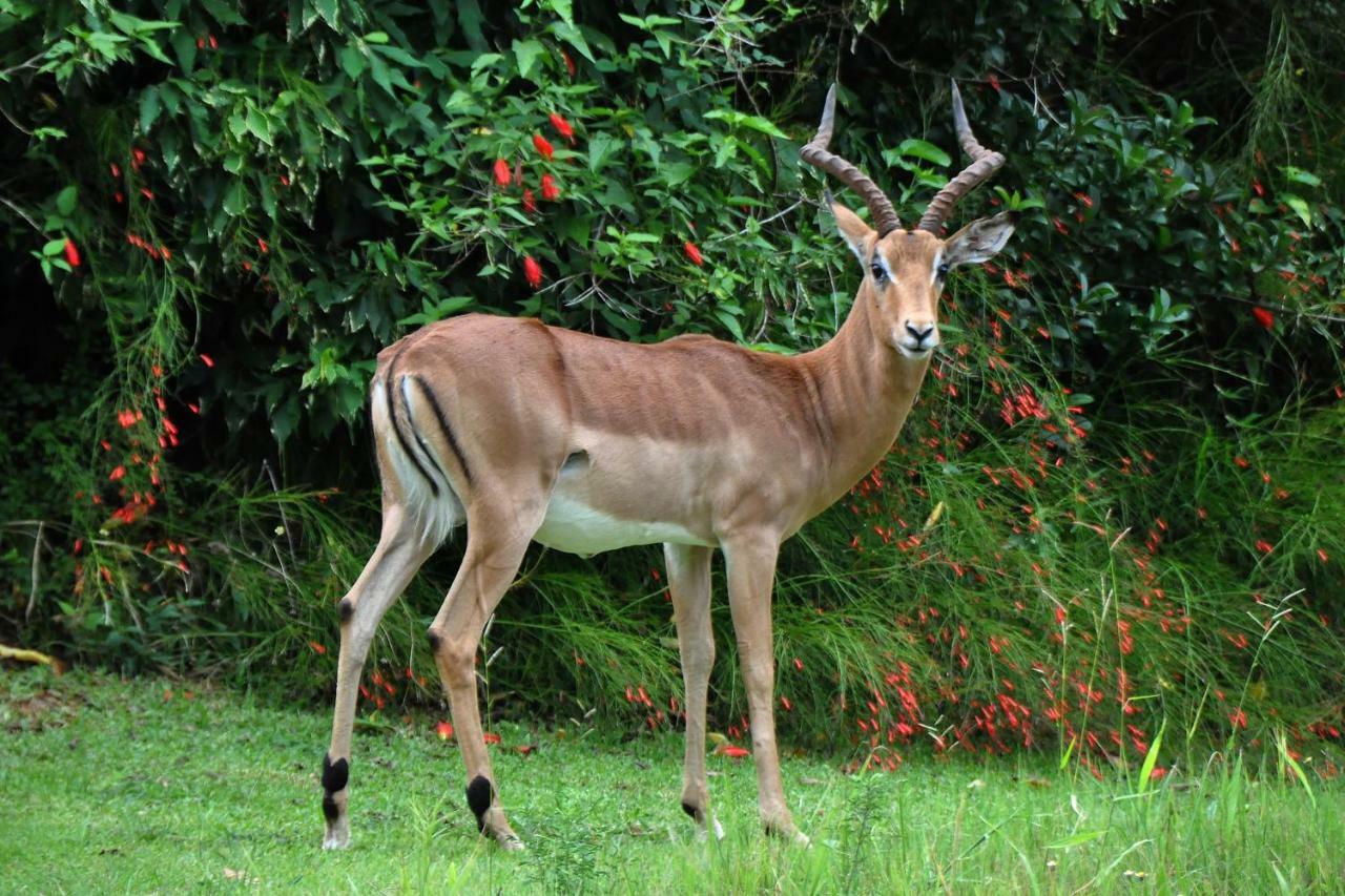 Kruger Park Lodge Unit No. 277 Hazyview Εξωτερικό φωτογραφία